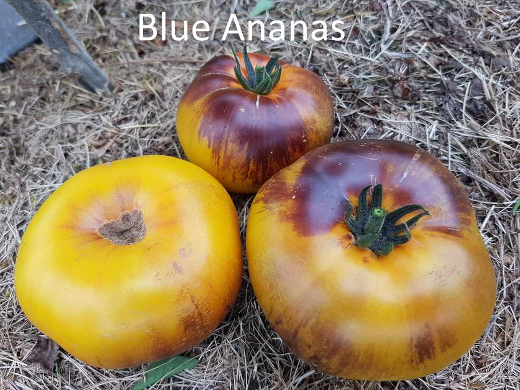 Ananas Blue